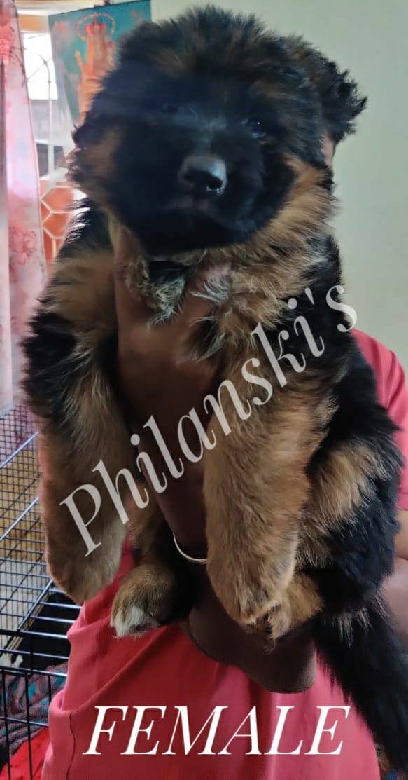 DogsIndia.com - GSD - Philanski