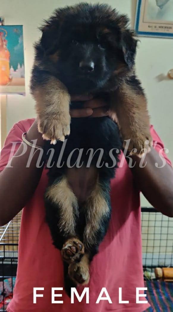 DogsIndia.com - GSD - Philanski