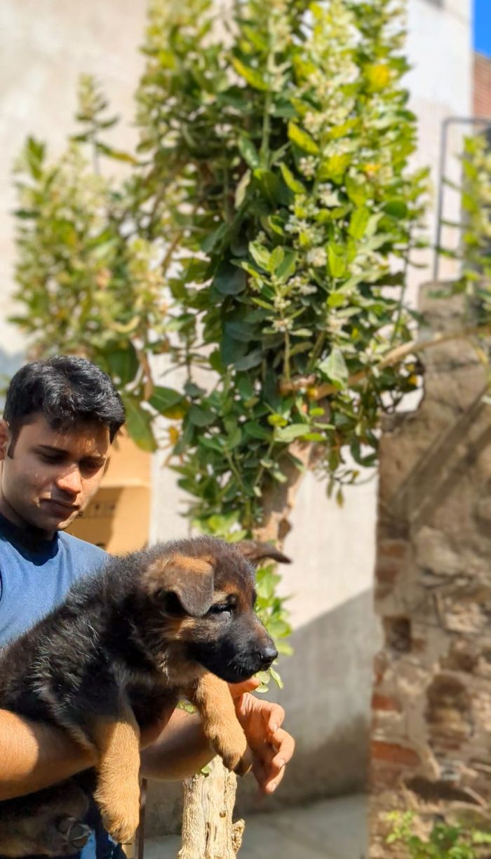 DogsIndia.com - GSD - Pranay Mishra