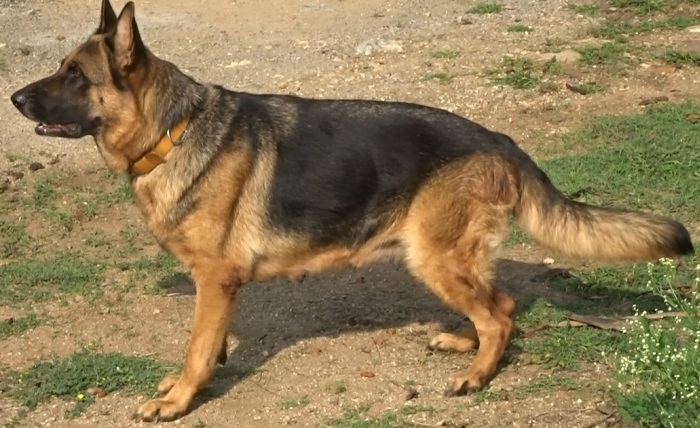 DogsIndia.com  - German Shepherd Dog (GSD) - Prasanna (Coimbatore)