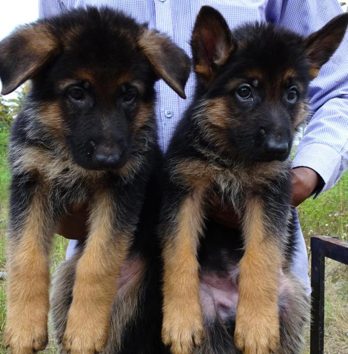 DogsIndia.com  - German Shepherd Dog (GSD) - Prasanna (Coimbatore)