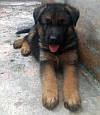 DogsIndia.com - German Shepherd Dog (GSD) - Shabeer