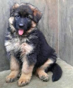 DogsIndia.com - German Shepherd Dog (GSD) - Shabeer