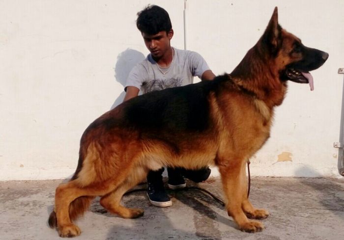 DogsIndia.com - German Shepherd Dog (GSD) - Shabeer