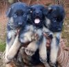DogsIndia.com - German Shepherd Dog (GSD) - Siva, Ooty
