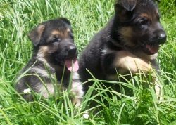 DogsIndia.com - German Shepherd Dog (GSD) - Siva, Ooty
