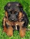 DogsIndia.com - German Shepherd Dog (GSD) - Siva, Ooty