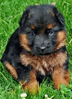 DogsIndia.com - German Shepherd Dog (GSD) - Siva, Ooty