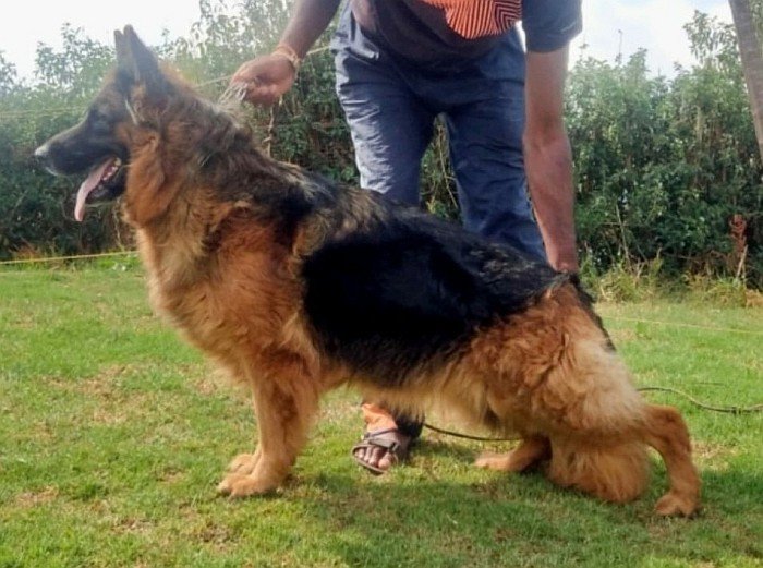 DogsIndia.com - German Shepherd Dog (GSD) - Siva, Ooty