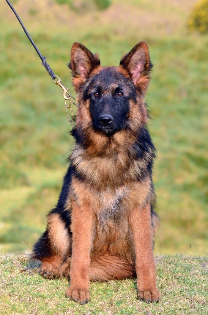 DogsIndia.com - German Shepherd Dog (GSD) - Siva, Ooty