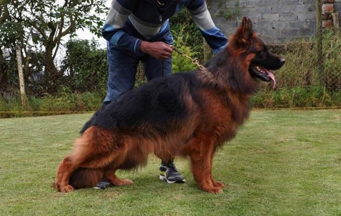 DogsIndia.com - German Shepherd Dog (GSD) - Siva, Ooty