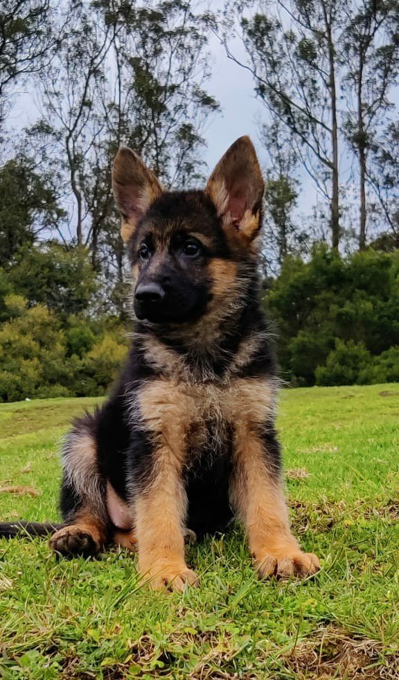 DogsIndia.com - German Shepherd Dog (GSD) - Siva, Ooty