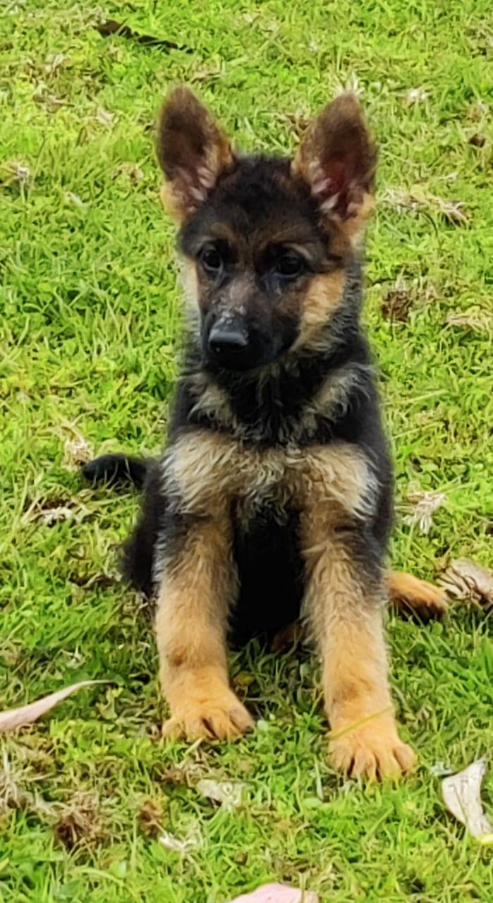 DogsIndia.com - German Shepherd Dog (GSD) - Siva, Ooty