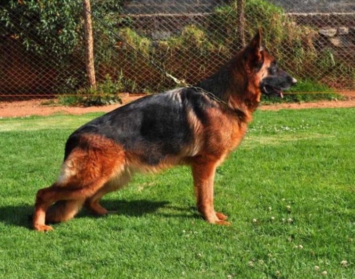 DogsIndia.com - GSD (German Shepherd Dog) - Siva