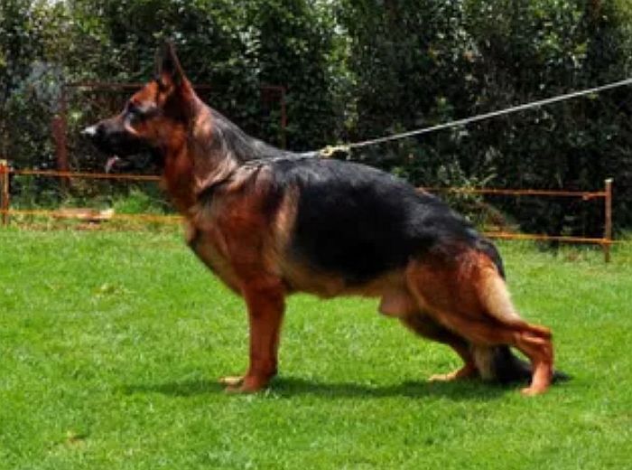 DogsIndia.com - GSD (German Shepherd Dog) - Siva