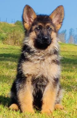 DogsIndia.com - German Shepherd Dog (GSD) - Siva, Ooty