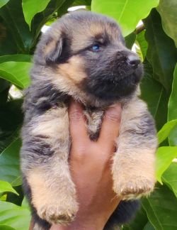 DogsIndia.com - German Shepherd Dog (GSD) - Siva, Ooty