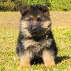 DogsIndia.com - German Shepherd Dog (GSD) - Siva, Ooty