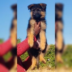 DogsIndia.com - German Shepherd Dog (GSD) - Siva - Ooty