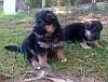 DogsIndia.com - German Shepherd (GSD) - Sivakumar