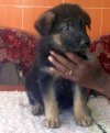 DogsIndia.com - German Shepherd Dog - Siva