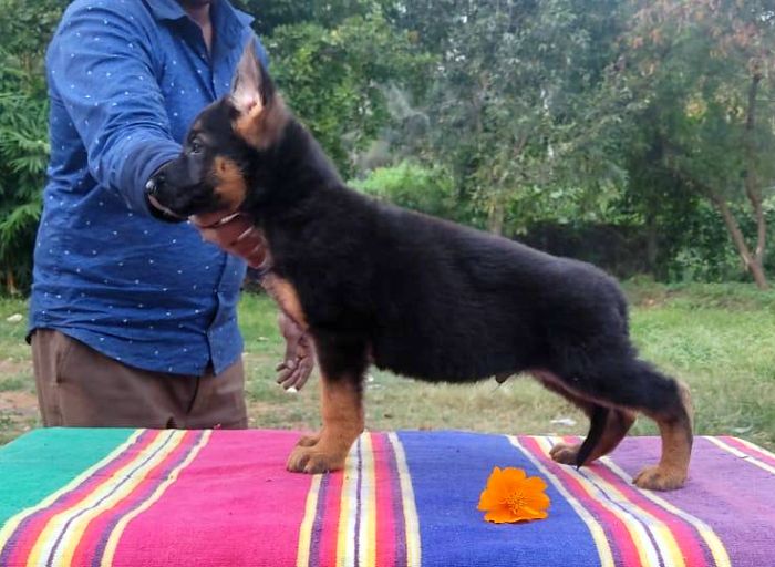 DogsIndia.com - GSD - German Shepherd - Subhiksha's Kennels