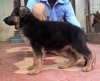 DogsIndia.com - German Shepherd Dog (GSD) - Urasland Kennel