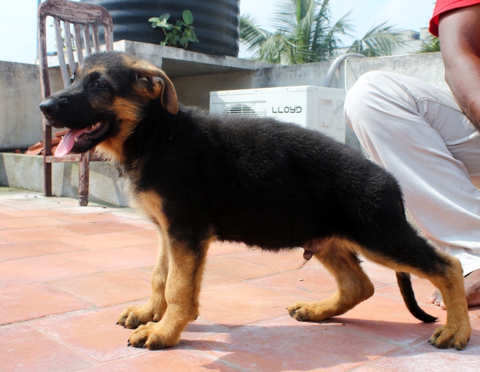 DogsIndia.com - German Shepherd Dog (GSD) - Urasland Kennel