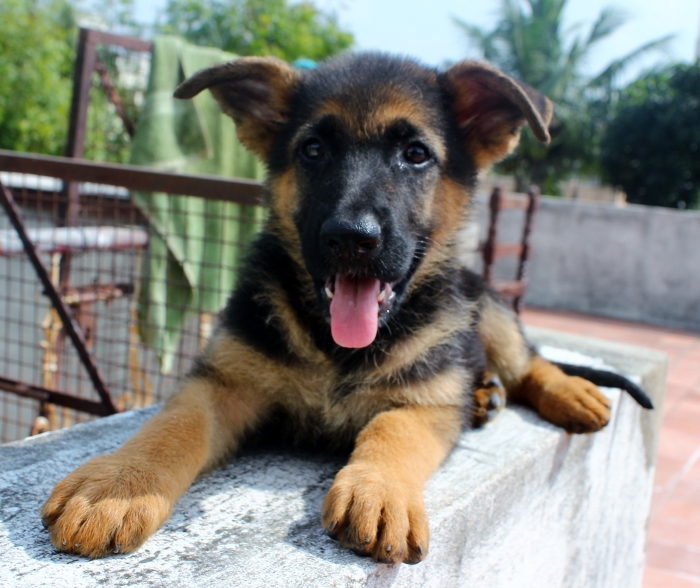 DogsIndia.com - German Shepherd Dog (GSD) - Urasland Kennel
