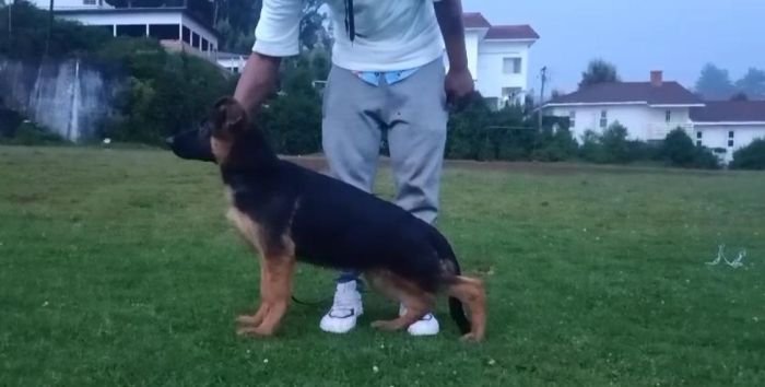 DogsIndia.com GSD Vasanth