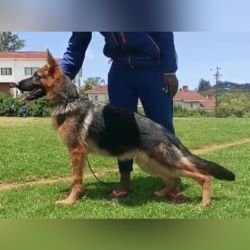 DogsIndia.com GSD Vasanth
