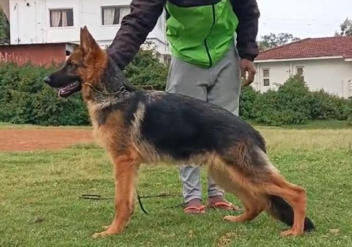 DogsIndia.com  GSD  Vasanth