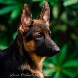 DogsIndia.com - GSD - Vemo Outriders