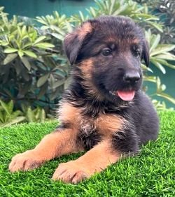 DogsIndia.com - GSD - Vemo Outriders