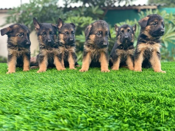 DogsIndia.com - GSD - Vemo Outriders