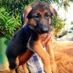 DogsIndia.com - GSD - Vemo Outriders