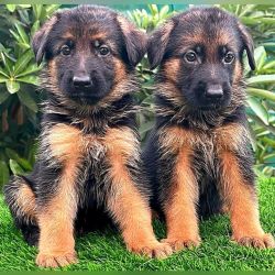 DogsIndia.com - GSD - Vemo Outriders Kenne