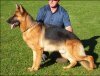 DogsIndia.com - German Shepherd (GSD) - Yoyo Kennels