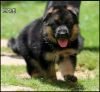 DogsIndia.com - German Shepherd Dog (GSD) - Yoyo Kennels
