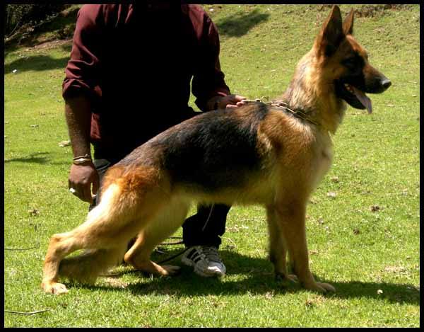 DogsIndia.com - German Shepherd Dog - Yoyo Kennels
