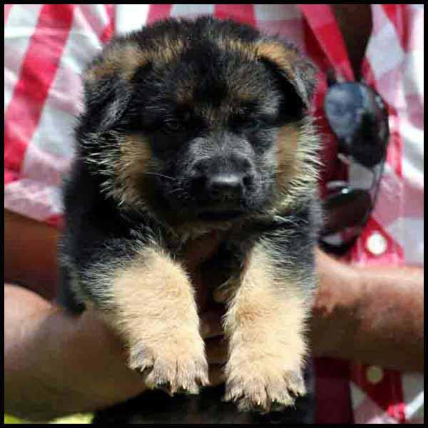 DogsIndia.com - German Shepherd Dog - Yoyo Kennels