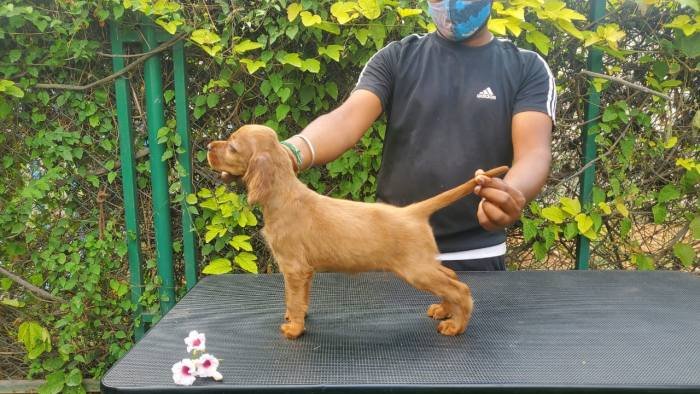 DogsIndia.com - Irish Setter - Umesh