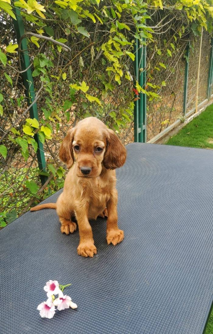 DogsIndia.com - Irish Setter - Umesh