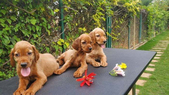 DogsIndia.com - Irish Setter - Umesh