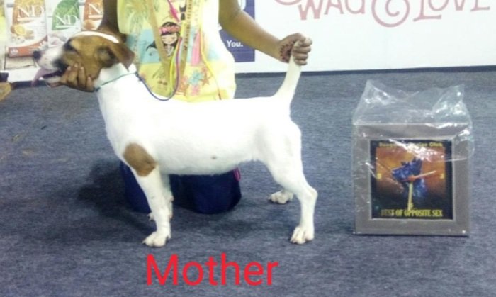 DogsIndia.com - Jack Russell Terrier - Antony