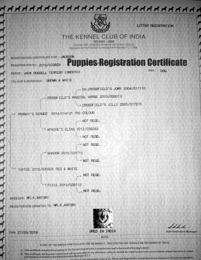 DogsIndia.com - Jack Russell Terrier - Antony
