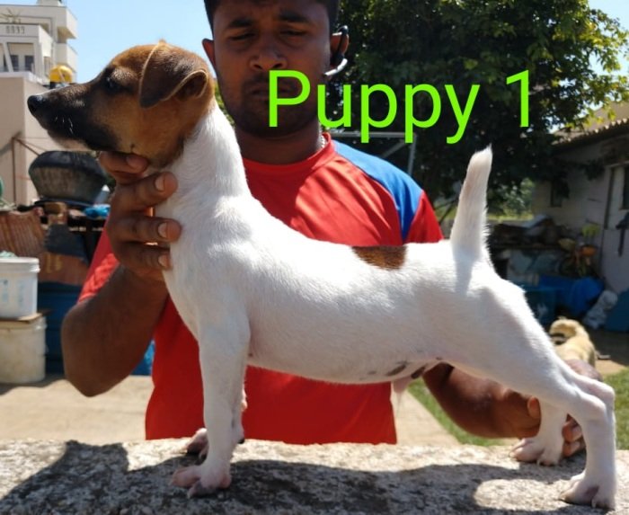 DogsIndia.com - Jack Russell Terrier - Antony