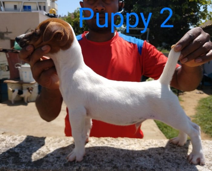 DogsIndia.com - Jack Russell Terrier - Antony