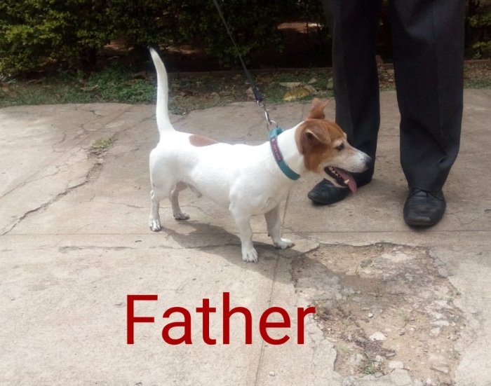 DogsIndia.com - Jack Russell Terrier - Antony
