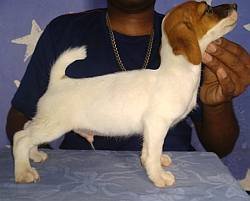 DogsIndia.com - Jack Russell Terrier - Antony